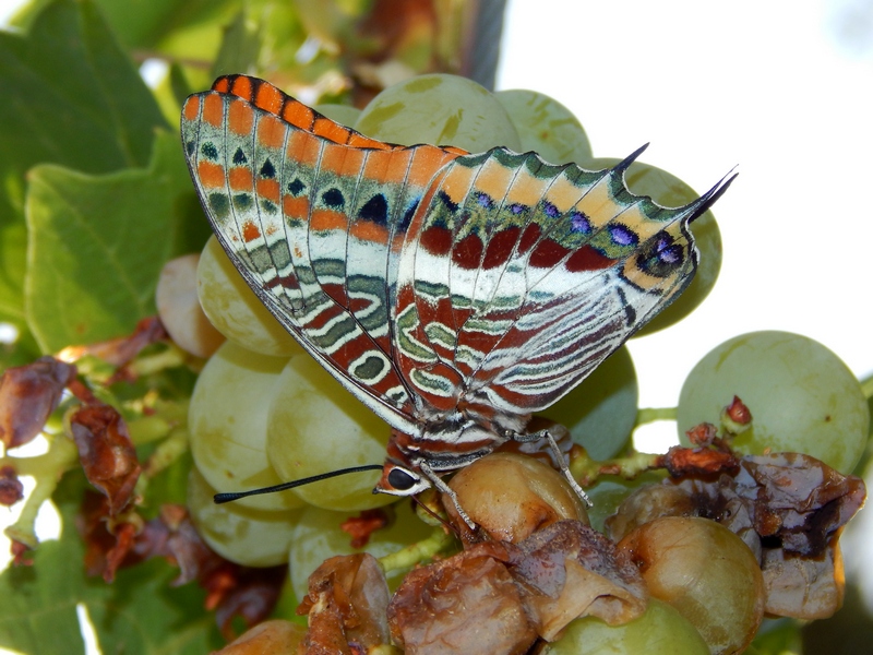 Charaxes jasius
